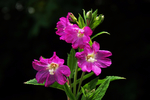  great_willowherb_by_earthhart-da8i4vq (700x468, 307Kb)