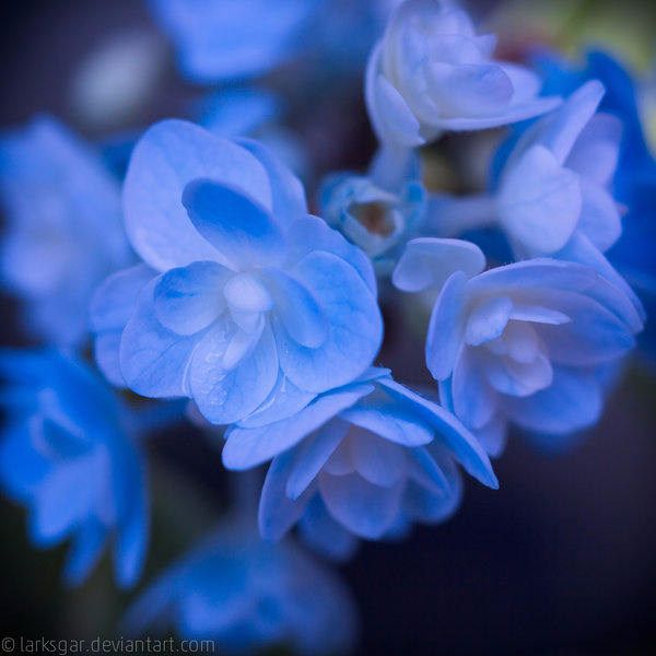 hydrangea_in_august_by_larksgar-d7uywe8 (600x600, 250Kb)