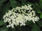  sambucus_flowers_by_blackcatartda-db9mtbb (700x525, 368Kb)