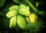  tender_green__by_phototubby-day2yzh (700x500, 289Kb)