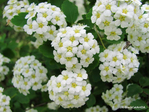  white_flowers_by_blackcatartda-dbbs4uu (700x525, 394Kb)