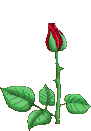 rose (91x131, 20Kb)