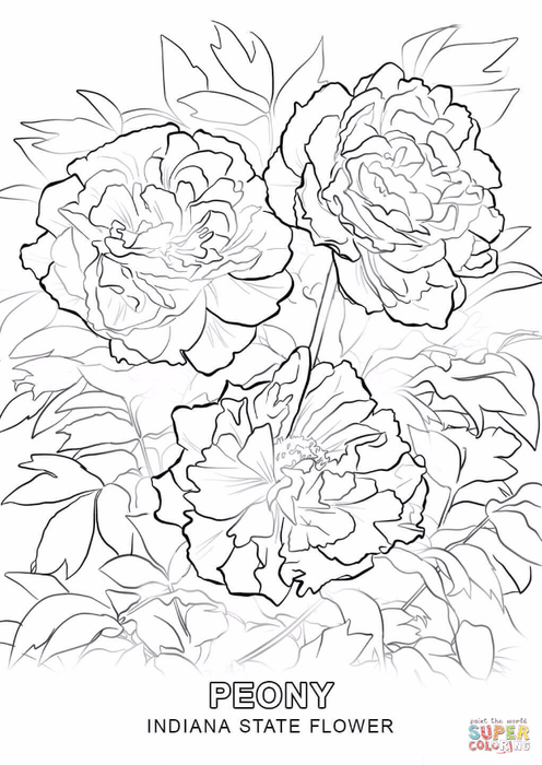 indiana-state-flower-coloring-page (496x700, 272Kb)