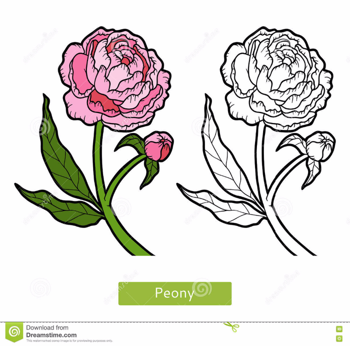 раскраска-пион-цветка- (700x692, 288Kb)