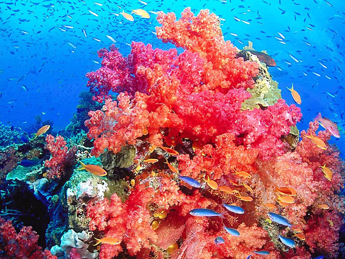 colorful-coral-reef-background-fresh-at-cute-colorful-coral-reef-background-great-with-picture-of-colorful-coral-painting-fresh-in-designjpg (700x525, 653Kb)