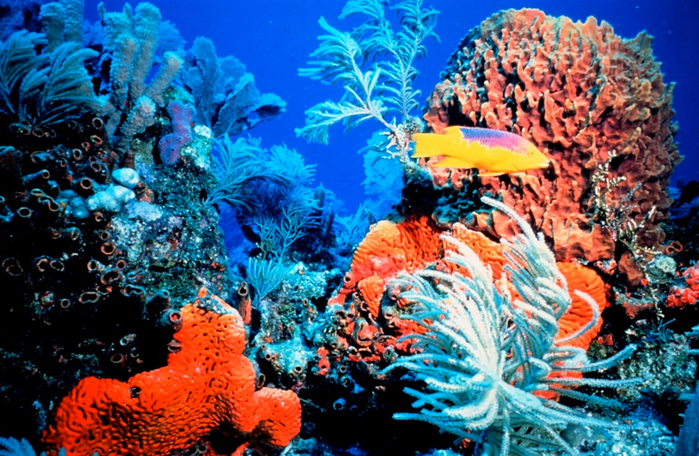 Great-Barrier-Reef-04 (700x456, 549Kb)