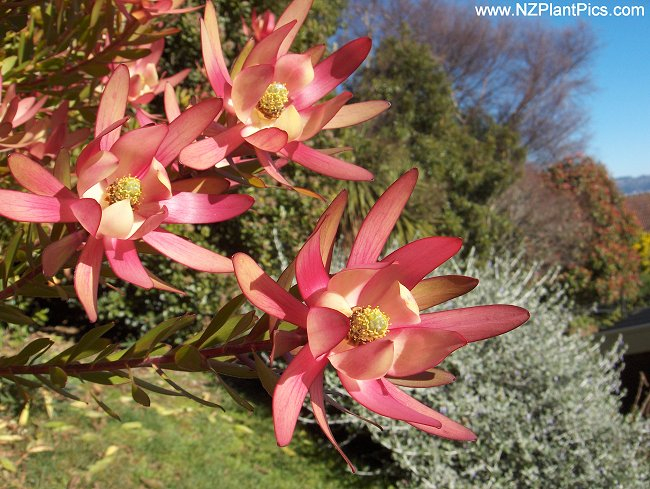 leucadendron_safari_sunset_08 (650x489, 357Kb)