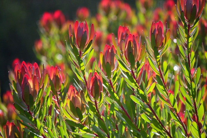 leucadendron (700x466, 461Kb)