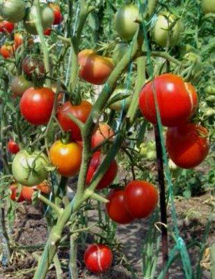 как получить хороший урожай помидор (309x400, 155Kb)