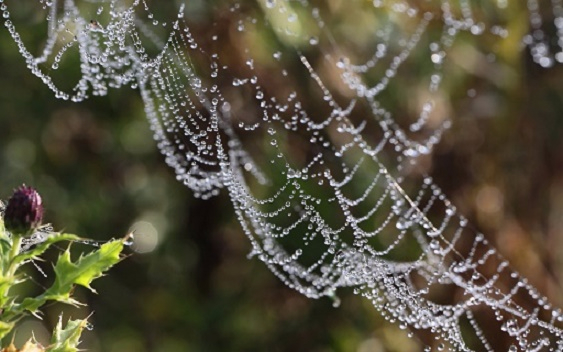 Nature___Seasons___Autumn___Webs_autumn_046463_ (563x352, 204Kb)