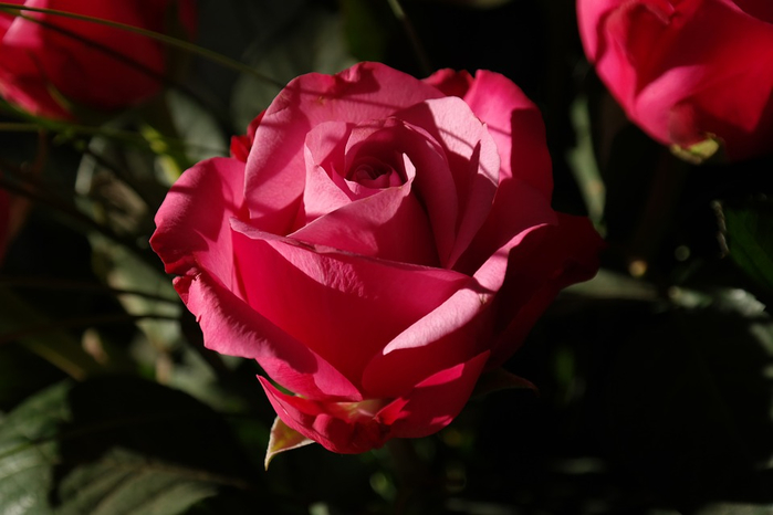 rose-232114_960_720 (700x466, 221Kb)