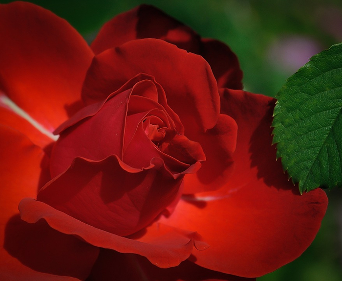 rose-411762_960_720 (700x574, 319Kb)