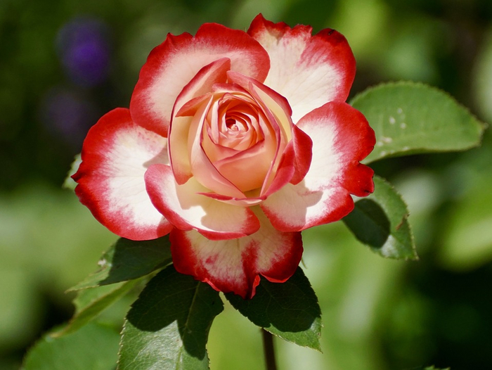 rose-2417334_960_720 (700x526, 335Kb)