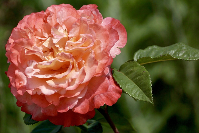 rose-2417288_960_720 (700x466, 343Kb)