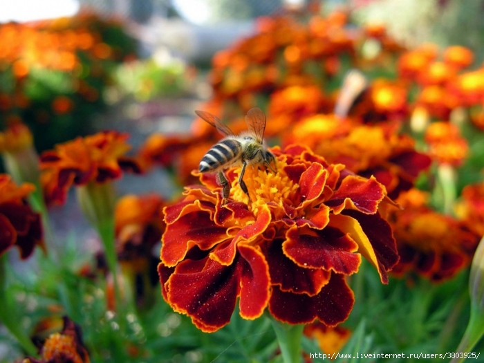 flower-bee-pollination-insect-meadow (700x525, 262Kb)