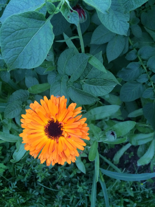 IMG_5655 (525x700, 440Kb)