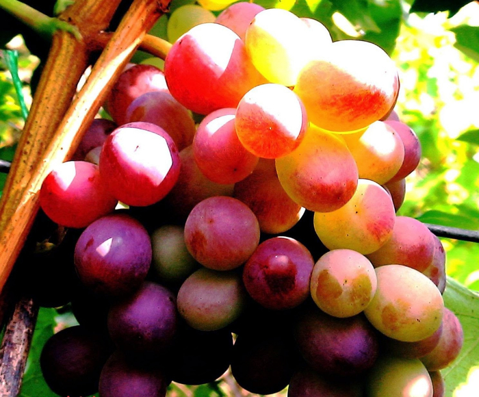 grapes_14 (700x580, 447Kb)