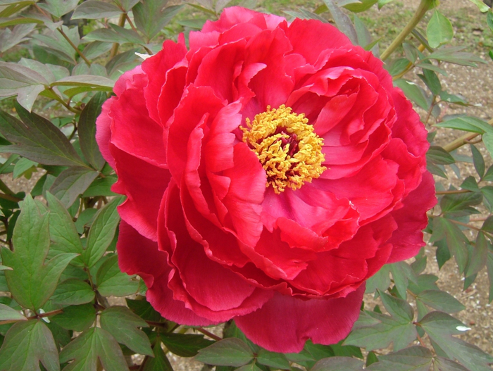 paeonia_cv_shima-nishiki_red (700x527, 451Kb)