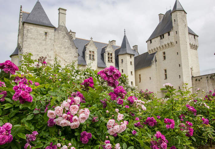 le-conservatoire-de-roses-parfumees-au-chateau-du-rivau (700x485, 81Kb)
