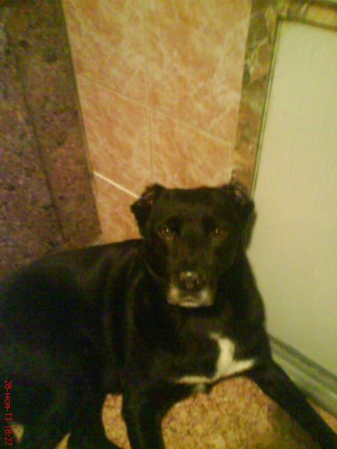 0_8283a_b16db4cf_XL (480x640, 51Kb)