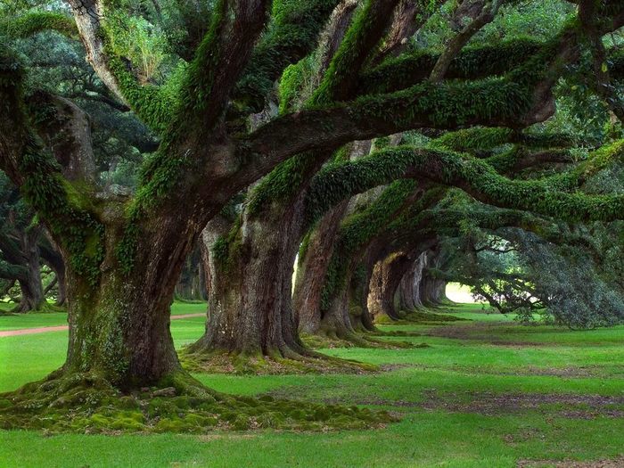 Live Oaks, Oak Alley Plantation, Vacherie, Louisiana (700x525, 108Kb)