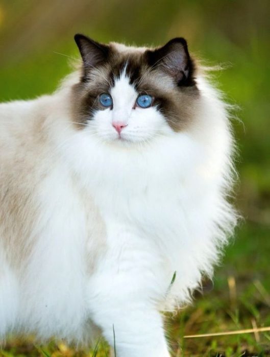 Ragdoll_13-650x859 (529x700, 38Kb)