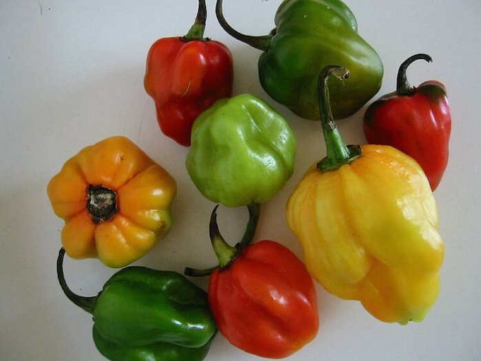 scotch-bonnet-pepper_lg1 (700x525, 49Kb)