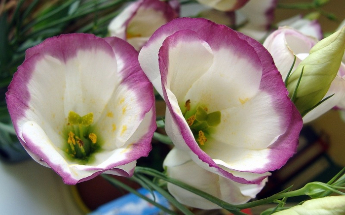 949424_eustoma-krupnocvetkovaya (700x437, 318Kb)