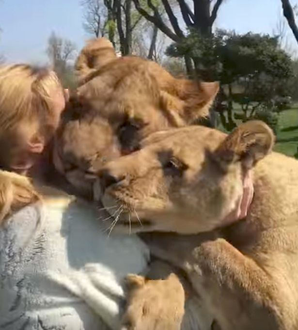 Lions-amazing-reaction-after-seeing-woman-who-reared-them-for-first-time-in-seven-years (1) (615x681, 53Kb)