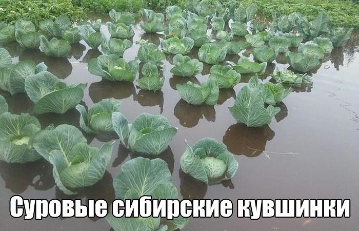 image 5 (700x450, 252Kb)
