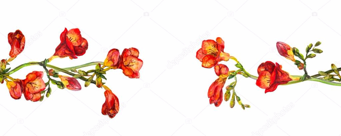 depositphotos_91366008-stock-photo-floral-divider-separator-wit-red (700x280, 132Kb)