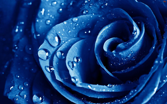 blue_roses (649x406, 233Kb)