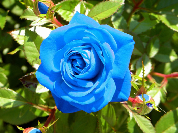 rosas-azules-4-1024x768 (700x525, 415Kb)