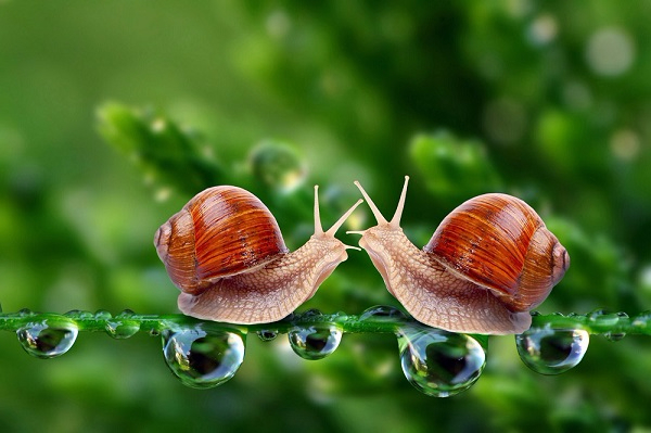 0_171fb7_61f629ae_orig (600x399, 236Kb)