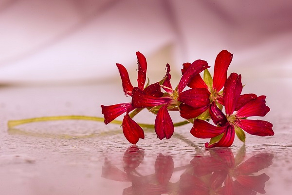 flowers-1167709_960_720 (600x400, 192Kb)