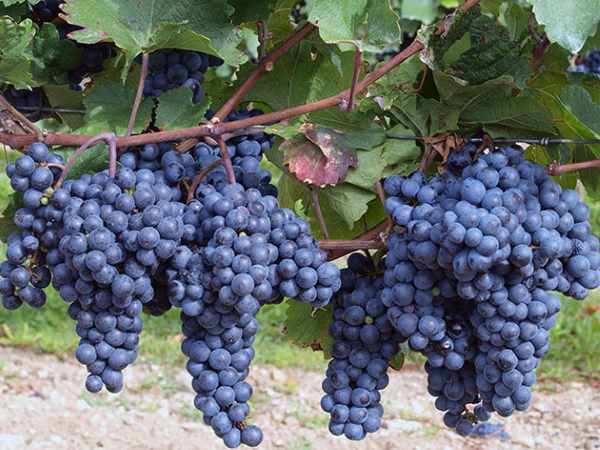 Обрезка винограда для начинающих/4512595_obrezka_vinograda_dlja_nachinajushhih5 (600x450, 41Kb)