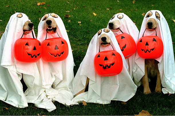 1505358422_halloween_pets_01 (611x404, 136Kb)