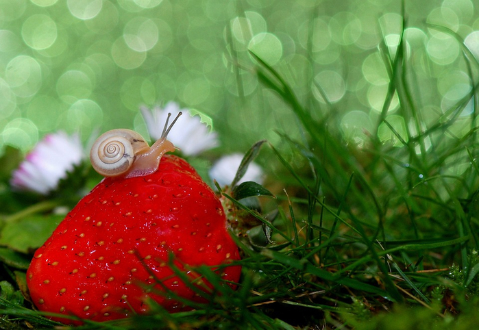 snail-582205_960_720 (700x482, 375Kb)