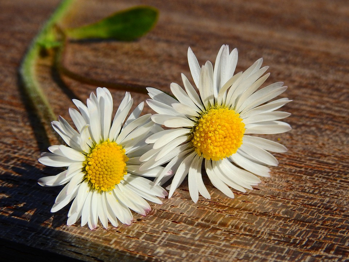 daisy-2267959_960_720 (700x525, 436Kb)