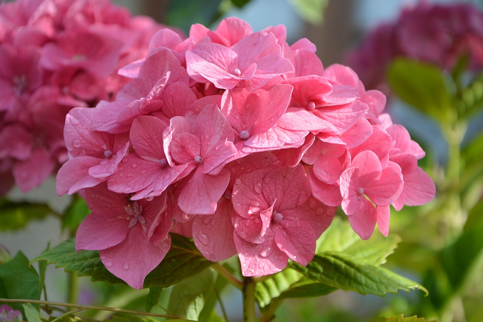 hydrangea-2517112_960_720 (700x466, 341Kb)