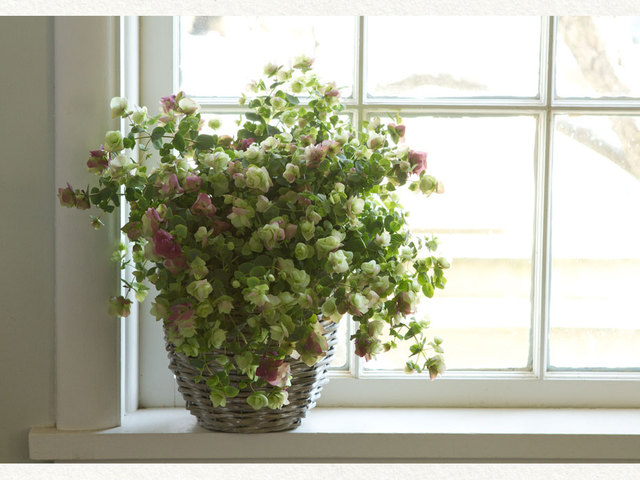 31f0f0d818814c9c5275a3d57f259cdf_oregano_windowsill (640x480, 162Kb)