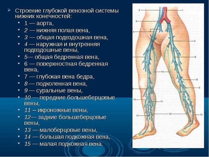 Вены и артерии нижних конечностей человека