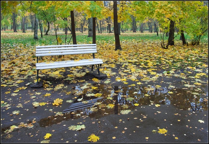 Фото дождь в саду