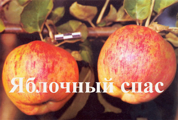 Яблочный спас описание сорта