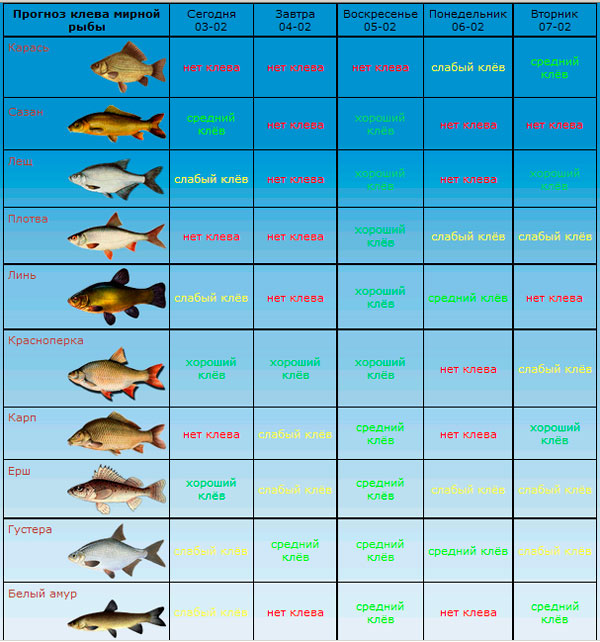 Прогноз клева рыбинском. Прогноз клева. Клев рыбы. Таблица рыболова. Прогноз клёва рыбы.