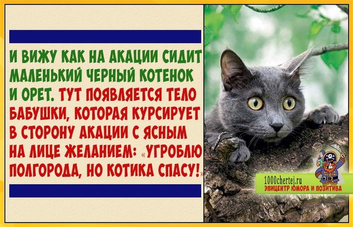 Видишь впереди. Дневник Спасите кот. Стишки о спасении кота с дерева. Короткие стихи о спасении кошки на дереве.