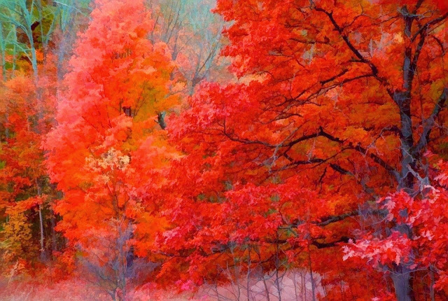 Michigan Autumn trees (640x430, 129Kb)