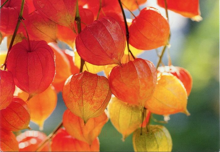 germany-orange-pods (700x486, 61Kb)