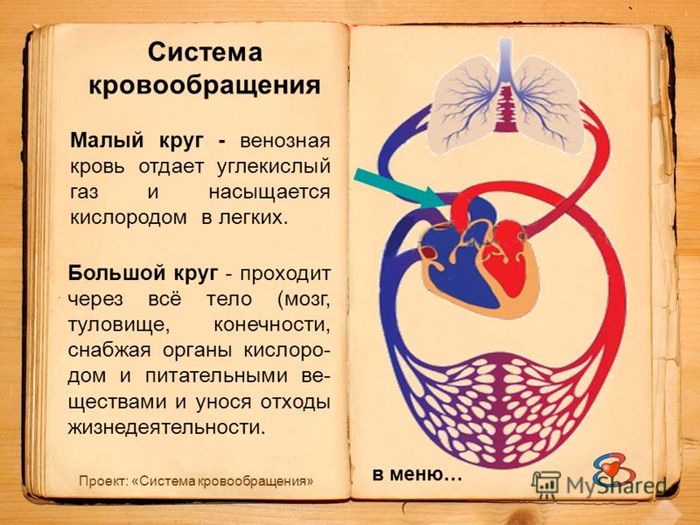 Окружающий мир дыхание и кровообращение 3 класс