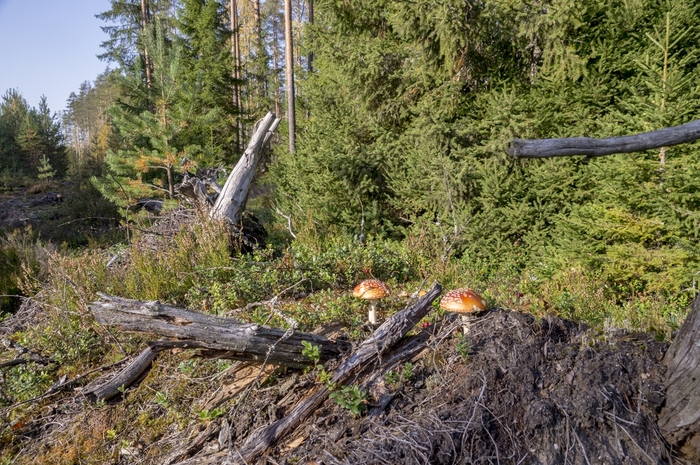 4213829__DSC8580 (700x465, 355Kb)